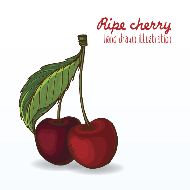 色彩鲜艳的矢量插画：成熟美味的水果图片下载