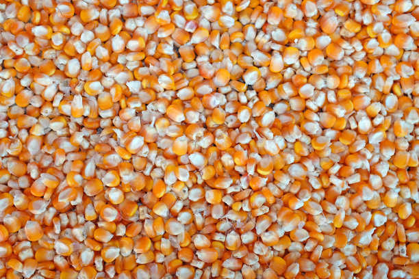玉米谷物。整个背景图片下载