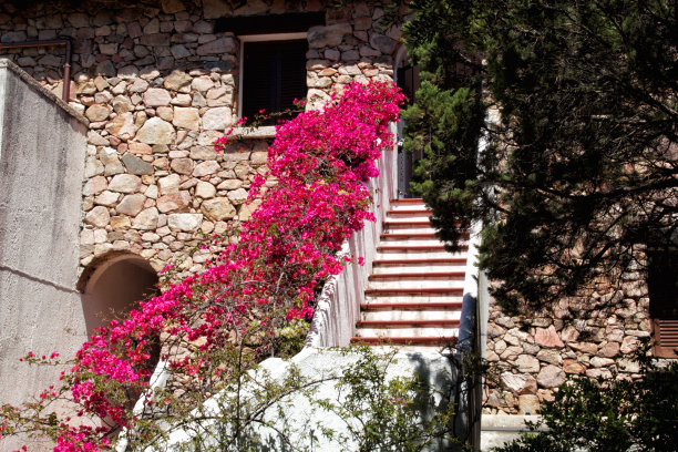 花的房子图片下载