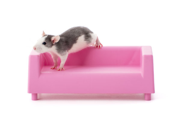 可爱的小老鼠坐在粉红色的玩具沙发上。图片下载