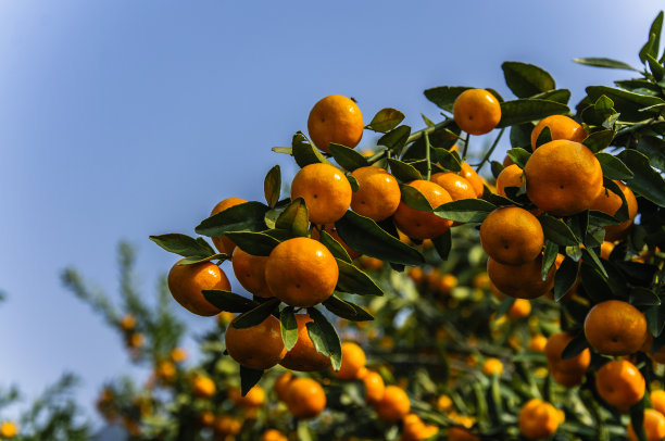 橙色水果特写秋天图片下载