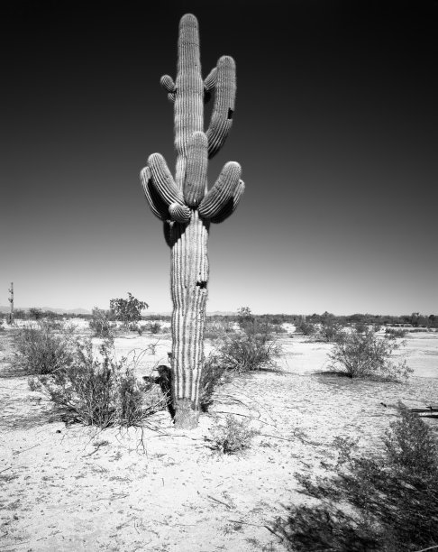仙人掌图片下载