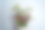 柜上一束康乃馨(花)图片下载