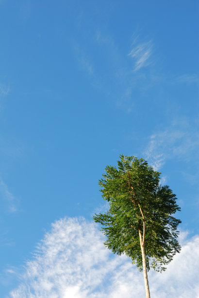 孤树映衬着蓝天和白云图片下载