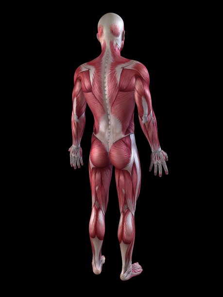 男性的肌肉图片下载