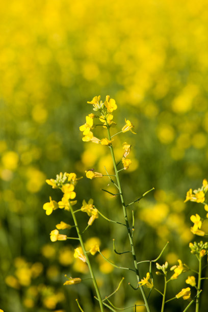 油菜特写图片下载