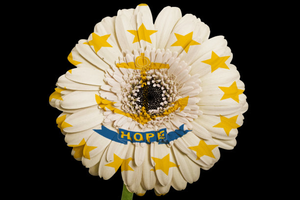 非洲菊在旗帜颜色的罗德岛花图片下载