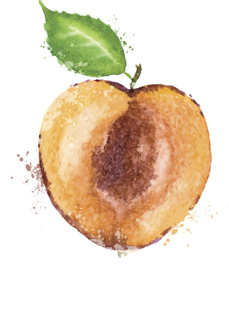 杏向量标识设计模板。水果或食物图标图片下载