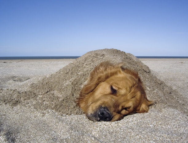 沙子里的金色图片下载