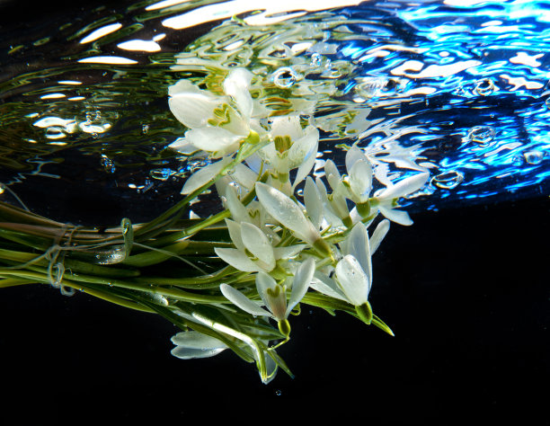 春天的雪花莲图片下载