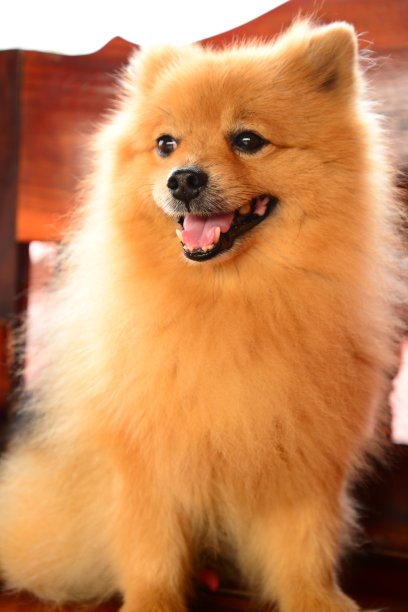 笑脸博美犬图片下载