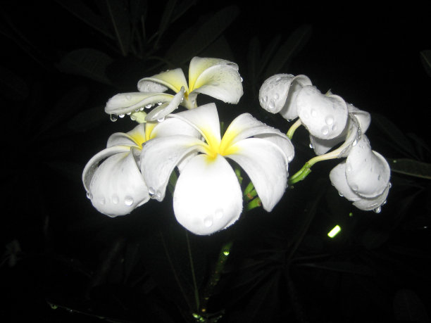 水在黑暗中近距离滴下来图片下载