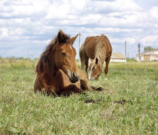 在草地上休息的小马驹图片下载