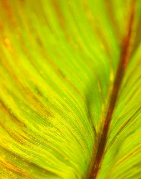 自然的细节图片下载