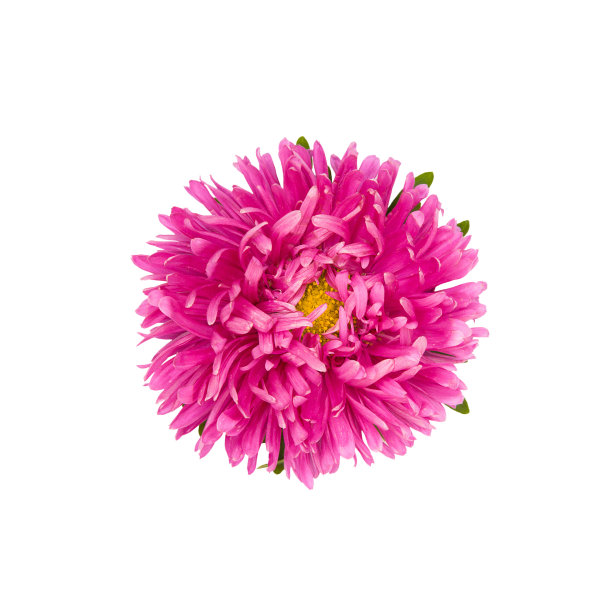 粉红色紫菀花在孤立的白色背景上图片下载