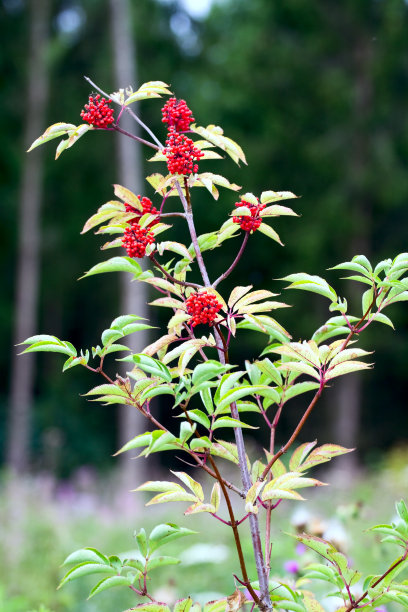 灌木中的红色浆果图片下载
