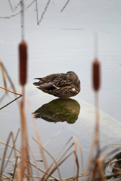 睡觉的鸭子图片下载