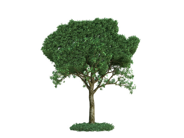 瑞士地图树图片下载