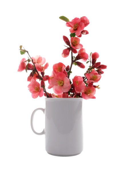 花树在瓷杯里，孤立在白色图片下载