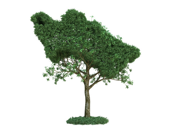 土库曼斯坦映射树图片下载