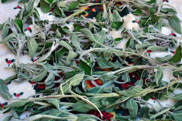 有机鼠尾草叶图片下载