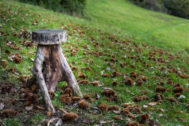 在木头里放上栗子图片下载