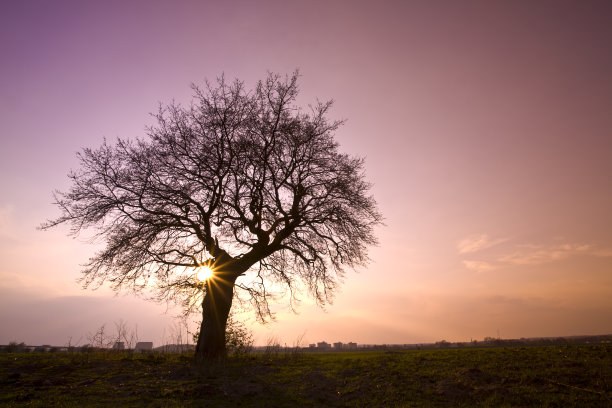 轮廓树图片下载