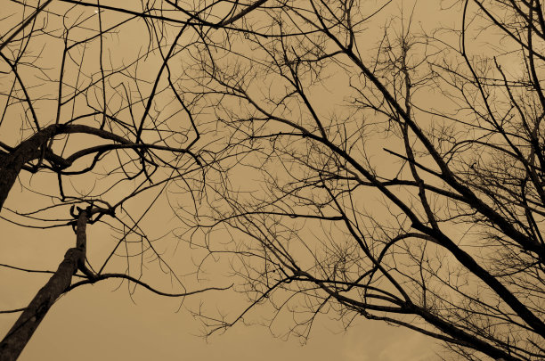 枯死的树木阻碍了森林深处的荒野图片下载