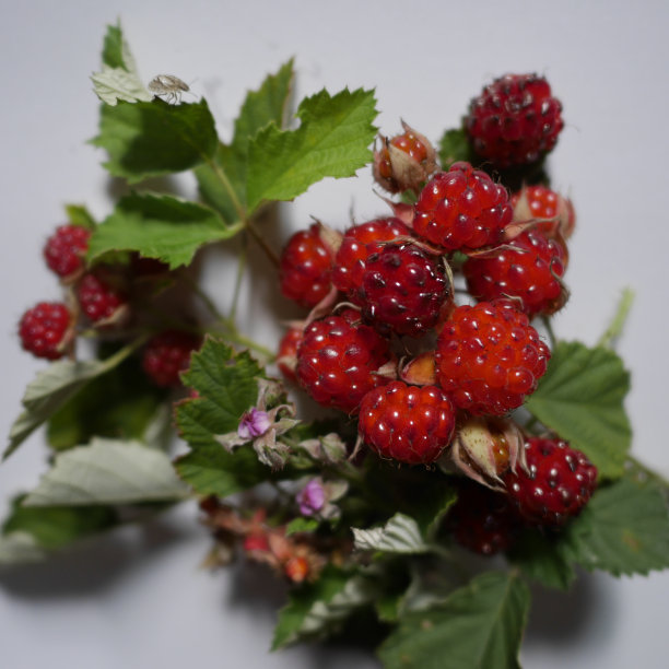 野生树莓图片下载