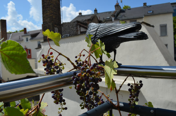 城市园艺-阳台葡萄和塑料乌鸦图片下载