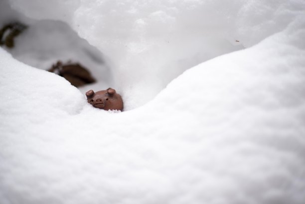 漂流的猪图片下载