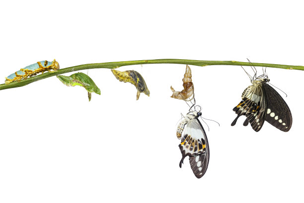 蝴蝶照片素材ID：157884982