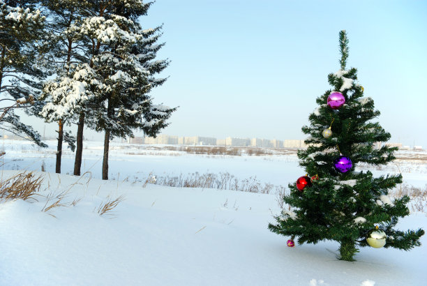 圣诞树图片下载