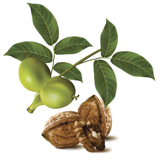 核桃带叶和树枝的绿色核桃图片下载