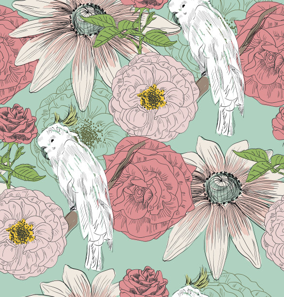 鹦鹉素描素材图片