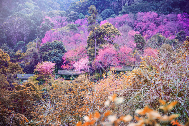 浪漫樱花图片素材ID：157909432