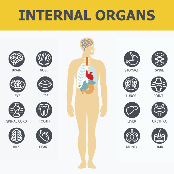 内部器官。图片下载