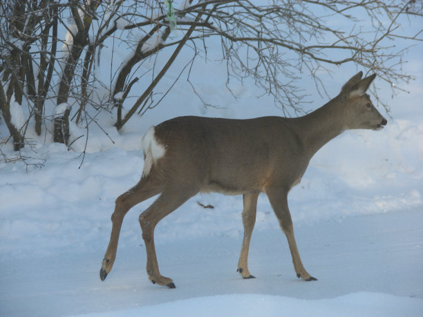 挪威冬季仙境中的鹿图片下载