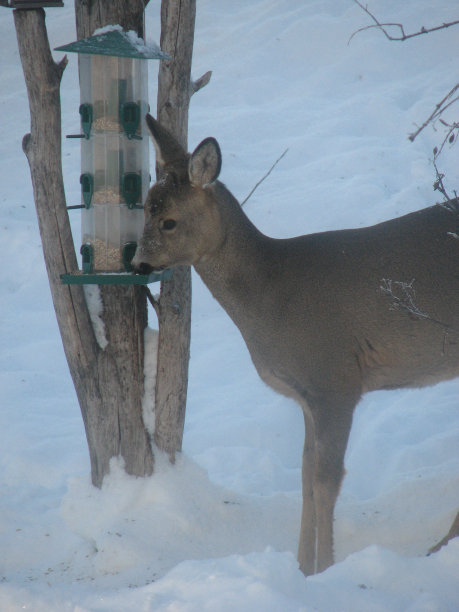 挪威冬季仙境中的鹿图片下载