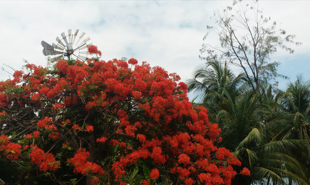 阿尔沃雷图片下载