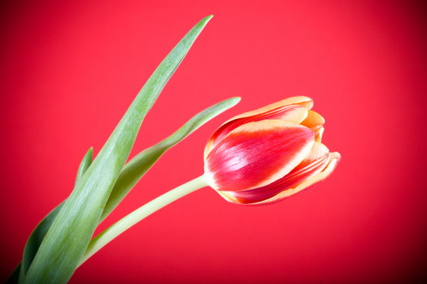 红色郁金香图片下载