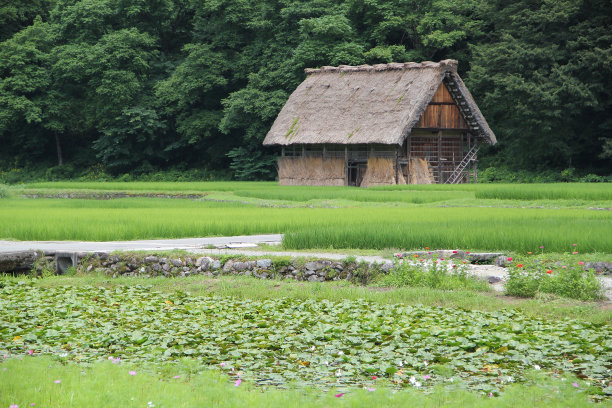 绿色稻田中间的日本茅草屋顶谷仓图片下载