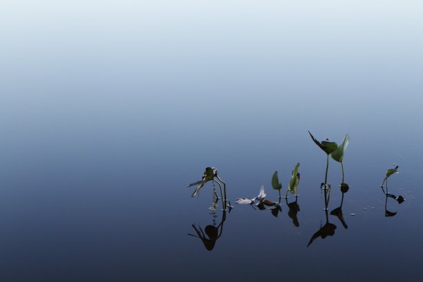水生植物反射图片下载