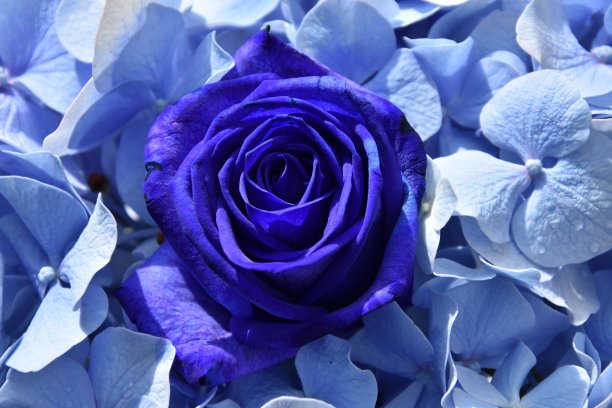 蓝色的玫瑰在蓝色的花朵之间图片下载