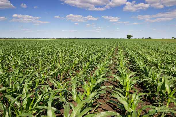 绿色的玉米地，蓝色的天空和夏日的太阳。图片下载