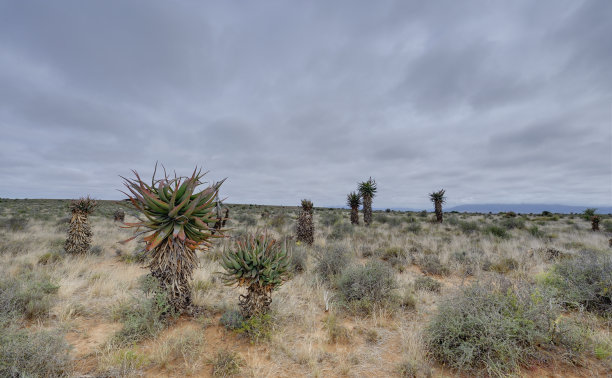 卡鲁的风景与沉香图片下载