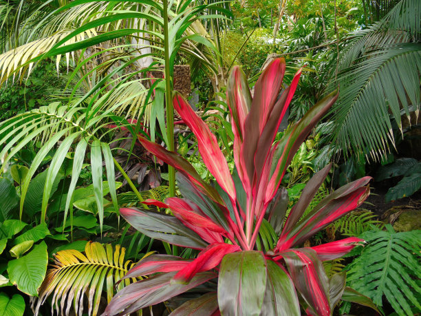 (热带森林荒野)图片下载