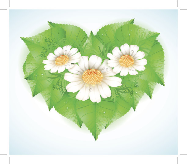 洋甘菊的心图片下载