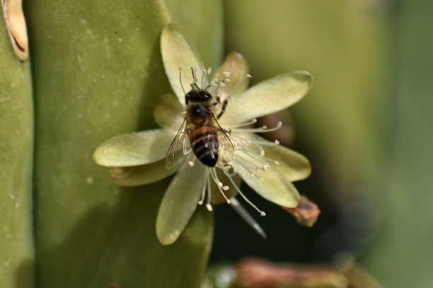 仙人掌花蜜蜂特写图片下载