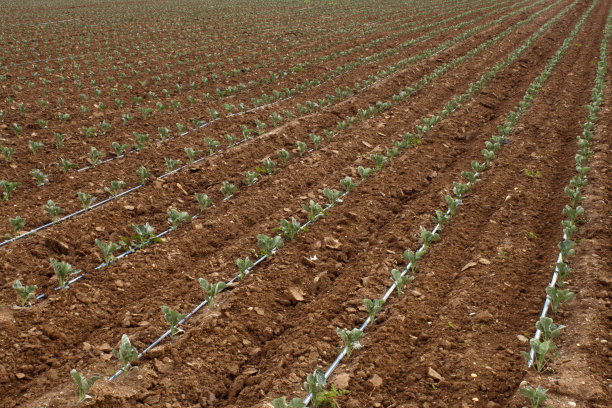 有灌溉系统的西兰花田图片下载